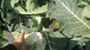 Овощи Растут. Цветная капуста Фридом F1