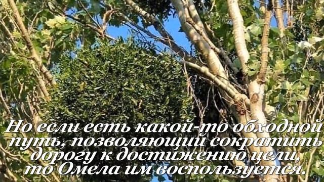 Омела. Цветочный гороскоп смотреть онлайн