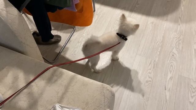 Vlog: собака первый раз видит снег, обзор покупок, разобрали шкаф. Наши выходные