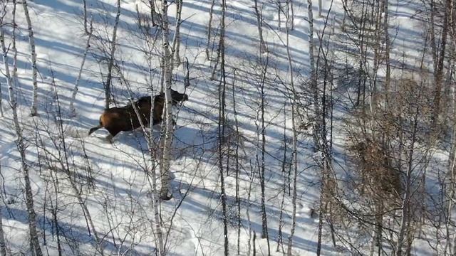 Тизер Охота и рыбалка в Якутии (Сезон 2021/22) смотреть онлайн