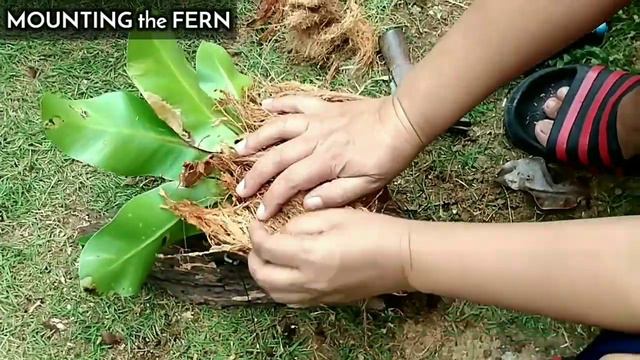 HOW TO MOUNT BIRD'S NEST FERN / DIY PLANT WALL ART by ANAK BUKID смотреть онлайн
