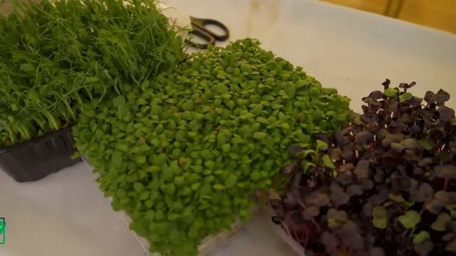 День здоровья в Светлячке. смотреть онлайн