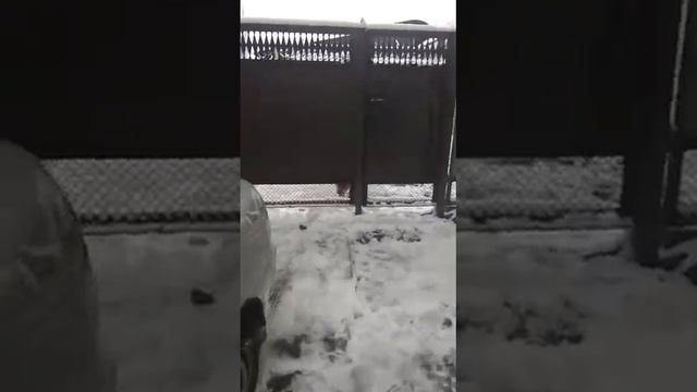 Брат гоняет собаку-"карася"+зима в Донецке 2021г. смотреть онлайн