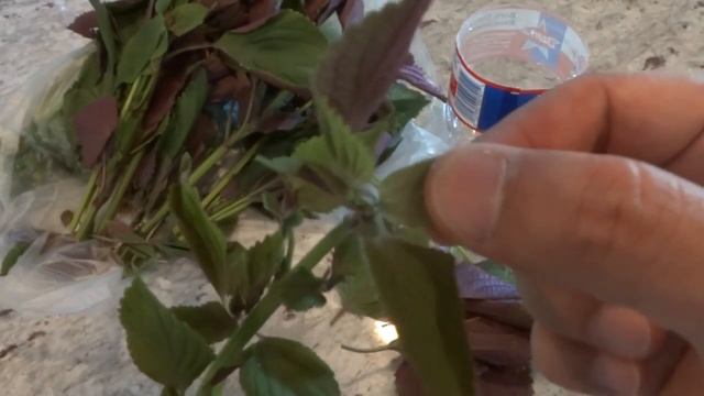 Propagating Store Bought Shiso - Purple Perilla