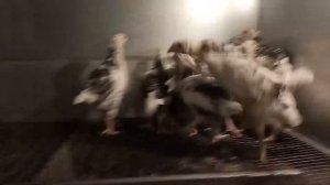 Пушкинские куры #7 Три недели цыплятам чем кормить