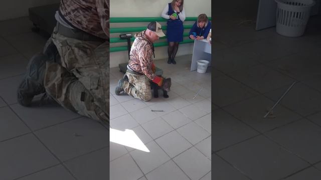 Отправка медвежат из ХМАО в Тверскую область смотреть онлайн