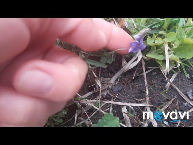 Природа оживает в Сибири! 1 Мая!#весна2019