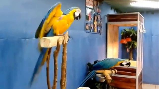 Крикливый попугай. Попугай ара смотреть онлайн