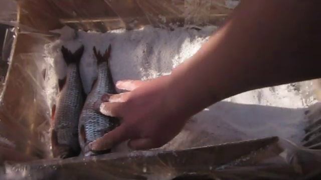 Засолка плотвы для сушки 9 кг Часть 1 смотреть онлайн
