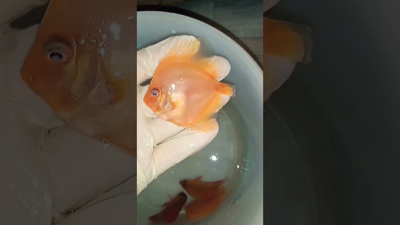 White Diamond, Brown Cover, Red Cover смотреть онлайн