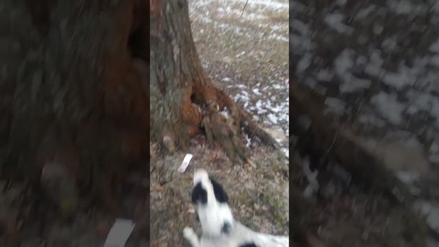 Стаффорд мечиться | собака | dog | Stafford смотреть онлайн