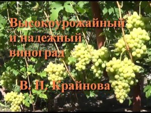 Высокоурожайный и надежный виноград селекции В. Н. Крайнова