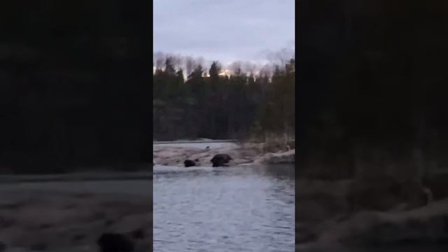 Ладожская нерпа смотреть онлайн