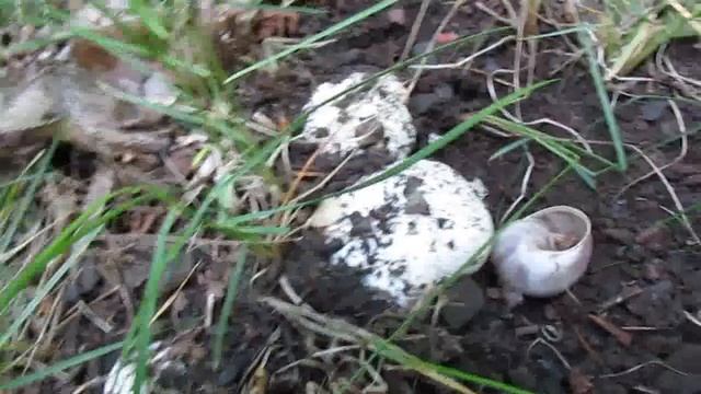 Шампиньоны весной! Сбор грибов! смотреть онлайн