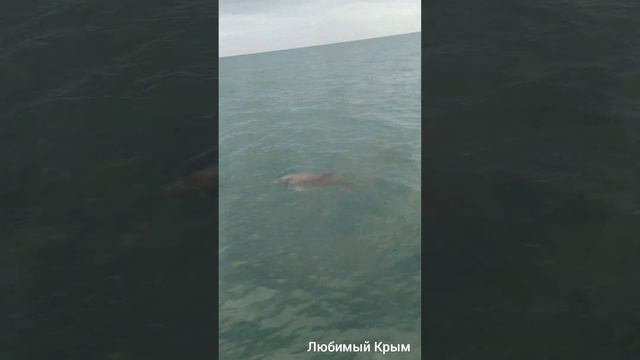 Привет из Крыма! смотреть онлайн