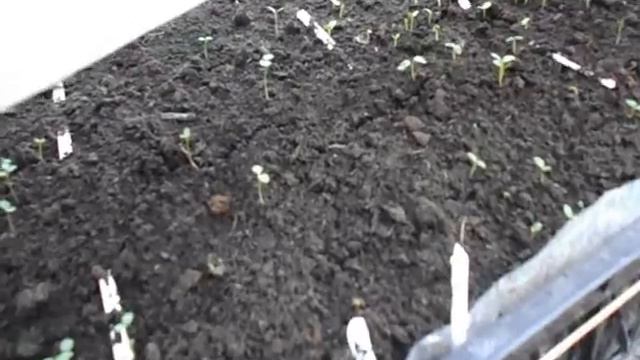 Уход и подкормка сеянцев. Маргаритка, виола взошла, что делаем дальше? смотреть онлайн
