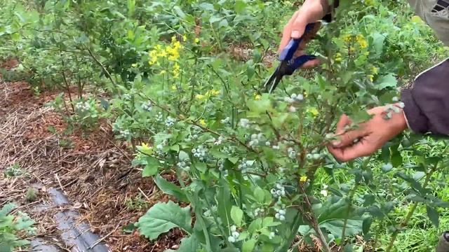 ЖИЗНЬ в ГЛУХОЙ ДЕРЕВНЕ. БЕЛАРУСЬ ГОЛУБИКА . СКОЛЬКО ЯГОД смотреть онлайн