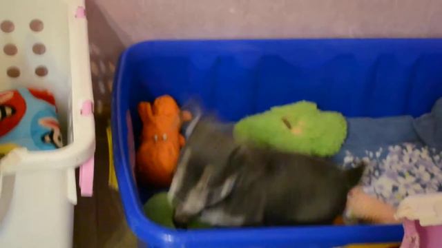 чихуахуа питомник Шан Сайн смотреть онлайн