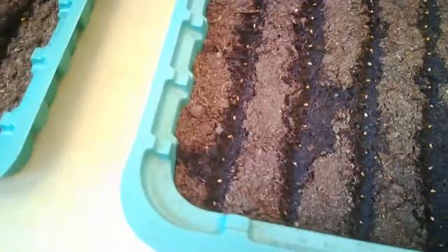 Виола. Посадка вместе! 19.11.18 смотреть онлайн