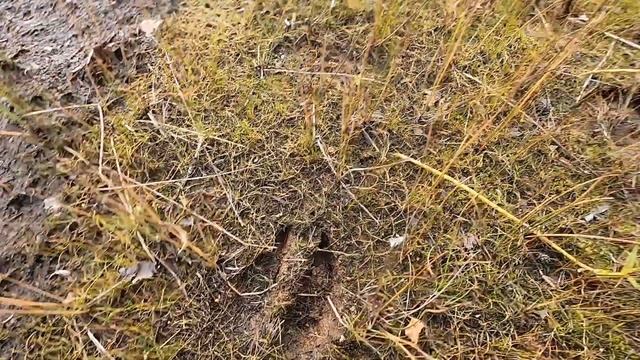 Одиночный сплав по реке Ирста - Республика Карелия (2 ЧАСТЬ) смотреть онлайн