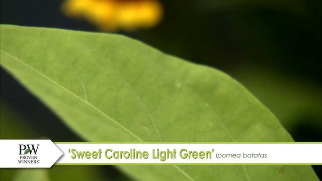 Sweet Caroline Light Green Ipomoea--A P Allen Smith Favorite! смотреть онлайн