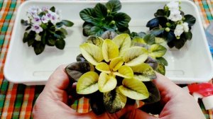 Мучнистая роса на фиалках.Как избавиться за одну обработку.