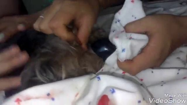 Как принимать роды у ёркшиского терьера. смотреть онлайн