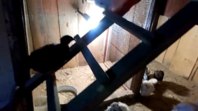 Инкубаторские цыплята получили свободу. смотреть онлайн