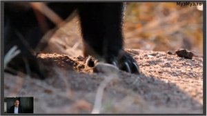 Медоед – бесстрашный бронированный Барсук! Настоящий ужас в дикой природе