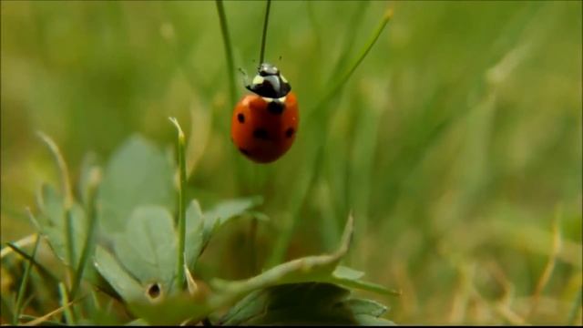 Викторина: логика для детей. Назови одним словом - транспорт, животные, поезда, фрукты. смотреть онлайн