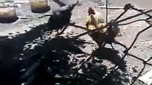 Цесарка дерётся с петухов победила цесарка