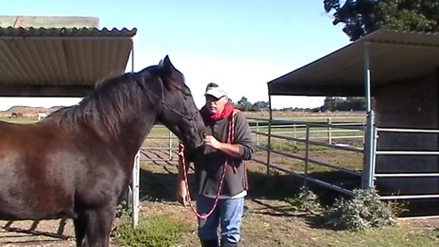 Sending a Horse- Squeezing a Horse- Pressure & Reading Horses- Part 1- Rick Gore Horsemanship смотреть онлайн