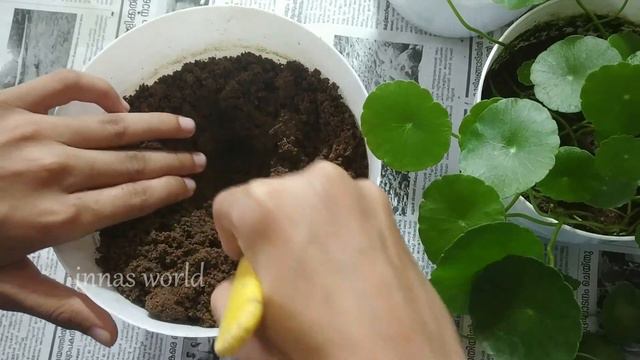 Pennywort Plant Care&propagation|Hydrocortyle Verticillata Plant|Innas World