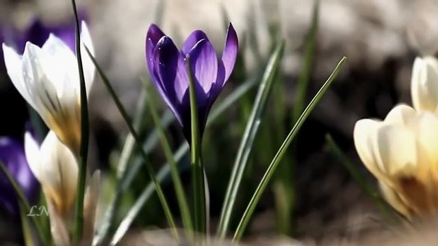 Весна смотреть онлайн