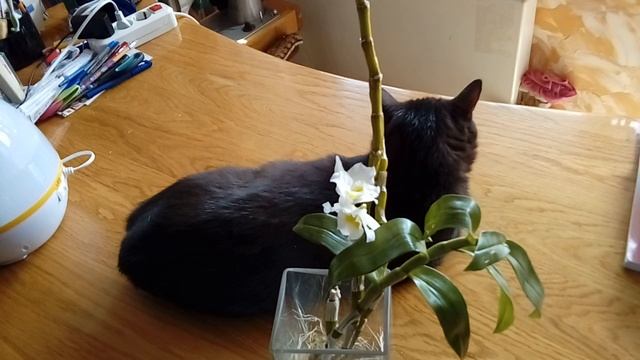 Дендробиум. Информация к размышлению. смотреть онлайн