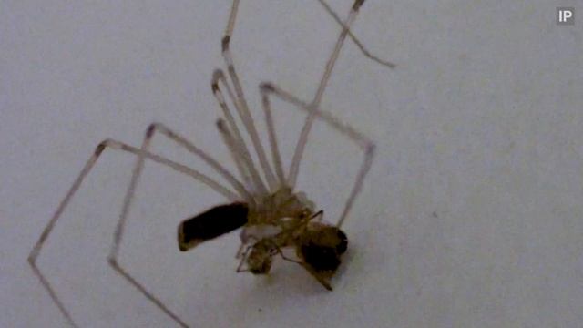 Long Bodied Cellar Spider with prey (Pholcus phalangioides) London Uk смотреть онлайн