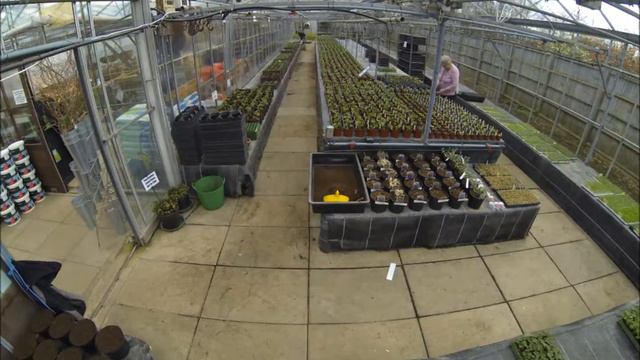 Devon Croft Nursery Time Lapse Geraniums смотреть онлайн