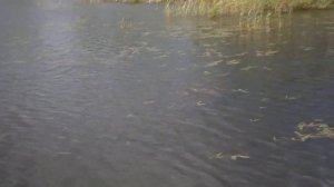 Әлфия Авзалова.Күл буена килсәң иде....