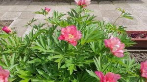 Пионы в моём саду. Пион ИТО - гибрид Julia Rose.
