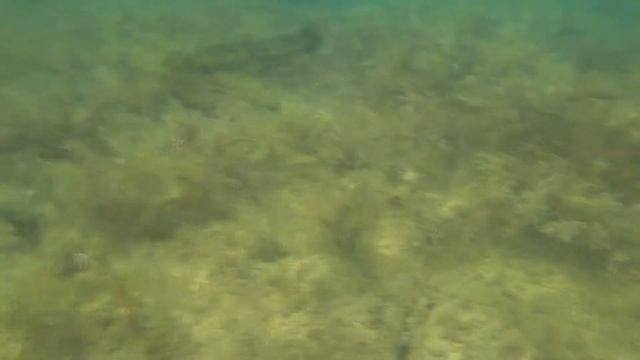 Удивительный подводный мир Черного моря. Russia. Amazing underwater world of the Black sea. смотреть онлайн