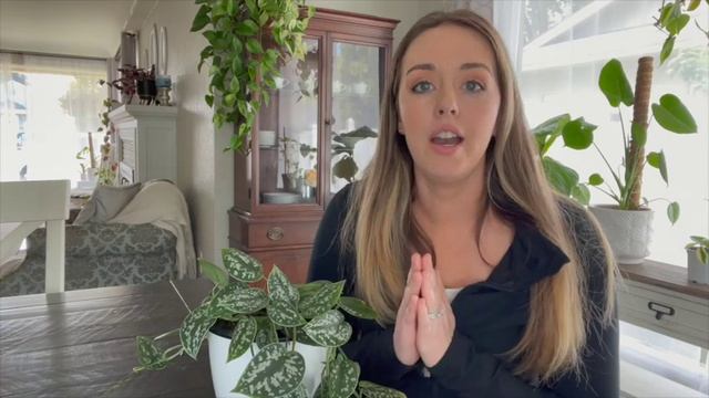 Caring for a Scindapsus Pictus Plant смотреть онлайн