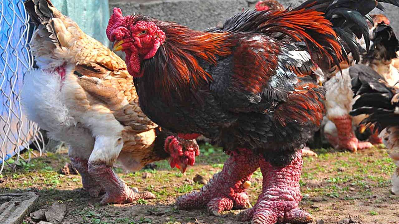 Куры Га Донг Тао / Đông Tảo |  Почему они такие дорогие ? смотреть онлайн