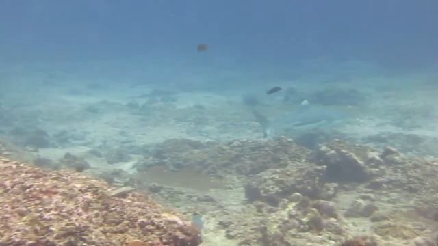 Большая стая рифовых акул на дайв сайте Палонг, остров Пхи Пхи Лей смотреть онлайн