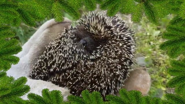Лесные животные для детей- Дикие животные-Имя и звук животного-Развивающее видео про Животных смотреть онлайн