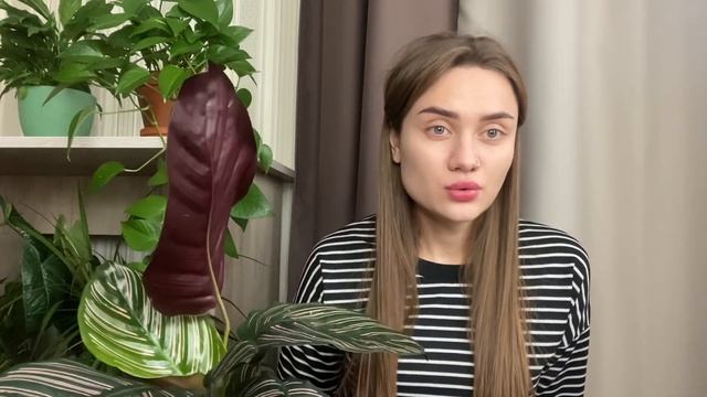 НОВИНКА В МОЕЙ КОЛЛЕКЦИИ КОМНАТНЫХ РАСТЕНИЙ | Калатея Сандериана | Обзор, уход смотреть онлайн