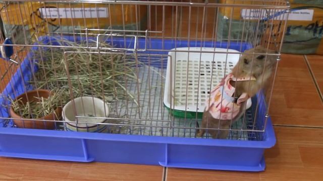 Луговая собачка (собакомышь) - уход и содержание prairie dog дома смотреть онлайн