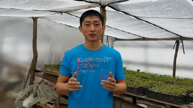 Влияет ЛУНА или ПРОГНОЗ ПОГОДЫ на всхожесть семян овощей в ящиках. в теплице смотреть онлайн