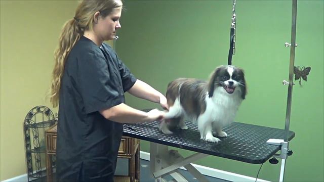 How to Groom a Pekingese (Basic Trim) - Do-It-Yourself Dog Grooming смотреть онлайн