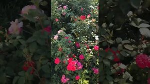 Розы Парад, Флорентина, Фейри данс, Сангрия, Роял Боника, Мускусные Розы  первогодок Динки и другие