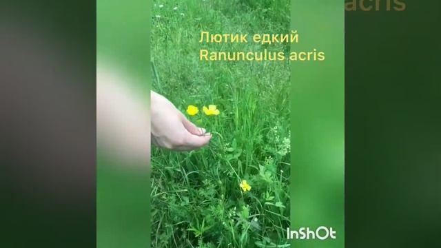 Лесной фитоценоз смотреть онлайн